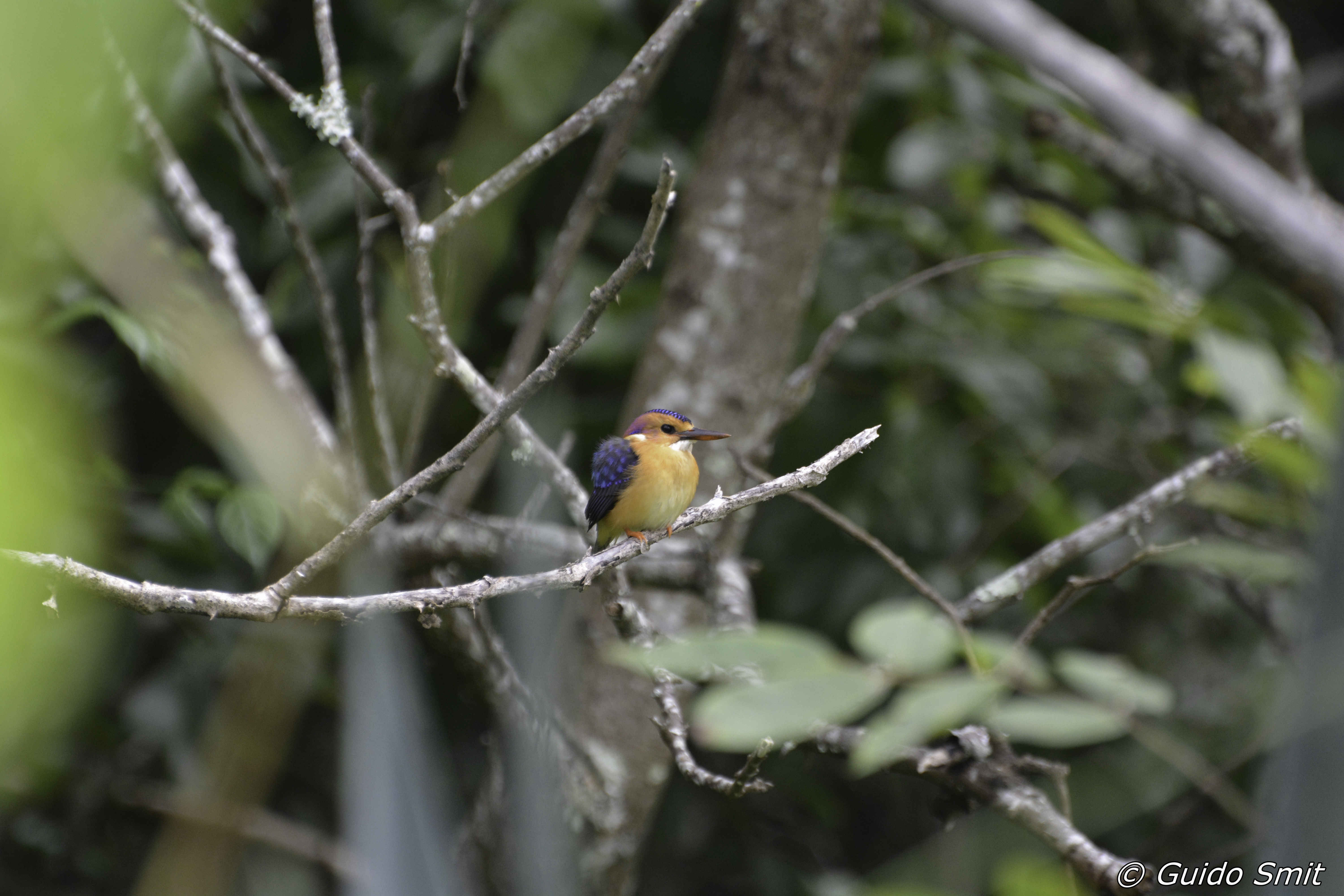 kingfisher